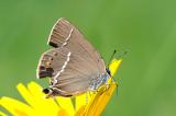 Kreuzdorn-Zipfelfalter-Satyrium-spini--mit-herausgepicktem--Scheinkopf-auf-Hinterfluegeln-Lechauen-_2_-PS.jpg