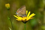 Kreuzdorn-Zipfelfalter-_Satyrium-spini_-Lechauen-_2_-PS.jpg