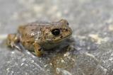 Kreuzkroete-_Bufo-calamita_-Huepferling-Lechfeld-PS.jpg