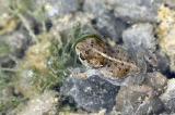 Kreuzkroete-_Bufo-calamita_-Huepferling-auftauchend--Lechfeld-PS.jpg