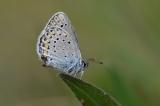 Kronwicken-Blaeuling-_Plebejus-argyrognomon_-Farbvariante-Kaiserstuhl-PS-2.jpg