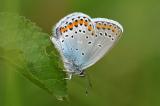 Kronwicken-Blaeuling-_Plebejus-argyrognomon_-m-NSG-Grainberg-Kalbenstein---_4_-PS.jpg