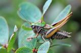 Kurzfluegelige-Beissschrecke-Metrioptera-brachyptera-m-auf-Rauschbeere-Hochmoorrand-Pfaffenwinkel-_1_-PS.jpg