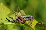 Kurzfluegelige-Beissschrecke-Metrioptera-brachyptera-w-Lechauen-Augsburg--_2_-PS.jpg