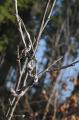 LAporia-crataegi-Baum-Weissling-,-verlassenes-Hibernaculum-(Vogelbeere)--Ostallgaeu-PS.jpg