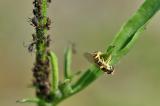 Langbauchschwebfliege-_Sphaerophoria-scripta_-Eiablage-Flugplatzheide-PS.jpg