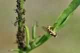 Langbauchschwebfliege-_Sphaerophoria-scripta_-Eiablage-Flugplatzheide-PS.jpg