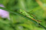 Langflueglige-Schwertschrecke-Conocephalus-fuscus-Weibchen-Donauauen-bei-Rennertshofen-PS.jpg