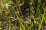 Langfuehleriger-Schmetterlingshaft-_Libelloides-longicornis_-m-2014_06_19-Retz-IMG_7636-PS.jpg