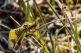 Langfuehleriger-Schmetterlingshaft-_Libelloides-longicornis_-w-2014_06_19-Retz-IMG_7594-PS.jpg