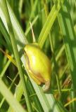 Laubfrosch-Huepferling,-5a-PS.jpg