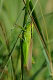 Lauchschrecke-Mecostethus-parapleurus-Bodensee-1-PS.jpg