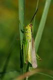 Lauchschrecke-Mecostethus-parapleurus-m-Bodensee-PS.jpg