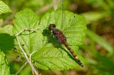 Leucorrhinia-pectoralis-Grosse-Moosjungfer-M-PS.jpg