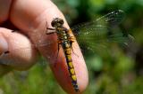 Leucorrhinia-pectoralis-Grosse-Moosjungfer-W-PS.jpg