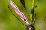 Libellen-Schmetterlingshaft-_Libelloides-coccaius_-Fuehler-2014_06_06-Oberboehringer-Heide-IMG_6368.jpg