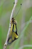 Libellen-Schmetterlingshaft-_Libelloides-coccajus_-Frankenjura--_3_-PS.jpg