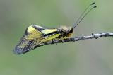 Libellen-Schmetterlingshaft-_Libelloides-coccajus_-Frankenjura--_5_-PS.jpg