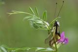 Libellen-Schmetterlingshaft-_Libelloides-coccajus_-Kaiserstuhl-_1_-PS.jpg