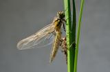 Libellula-quadrimaculata-Vierfleck-M-frisch-geschluepft-2-PS.jpg