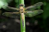 Libellula-quadrimaculata-Vierfleck-M-frisch-geschluepft-3-PS.jpg