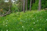 Lichter-Kiefernwald-mit-Grossem-Windroeschen-_Anemone-sylvestris_-NSG-Grainberg-Kalbenstein-PS.jpg