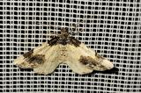 Ligdia_adustata-PS.jpg