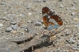 Limenitis-camilla-Kleiner-Eisvogel-Stadtwald-Augsburg--PS.jpg