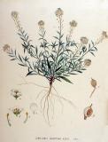 Lobularia_maritima_Jan_Kops_Flora_Batava_Volume_v18-PS.jpg