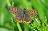 Lycaena-helle-Blauschillernder-Feuerfalter--w-PS.jpg