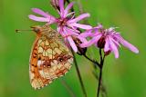 Maedesuess-Perlmutterfalter-_Brenthis-ino_-Pfaffenwinkel-PS-2025.jpg