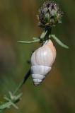 Maerzenschnecke-Zebrina-detrita-Riesrand-PS.jpg