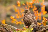 Maeusebussard-_Buteo-buteo_-_4-von-1_-PS.jpg