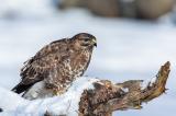 Maeusebussard-_Buteo-buteo_-_5-von-1_-PS.jpg