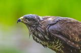 Maeusebussard_Affaltern-_1-von-1_-PS.jpg
