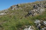 Magerrasen-im-Ries-bei--Heroldingen-_4_-PS.jpg