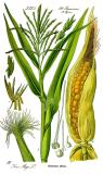 Mais_Zea_mays_aus_Prof.-Dr.-Otto-Wilhelm-Thomé-Flora-von-Deutschland,-Oesterreich-und-der-Schweiz,-1885-PS.jpg