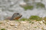 Marmota-marmota-Alpenmurmeltier-juvenil-2-PS.jpg