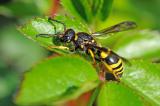 Mauer-Lehmwespe-Ancistrocerus-nigricornis-Garten-PS.jpg