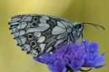 Melanargia-galathea-PS.jpg