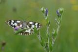 Melanargia-galathea-Schachbrettfalter-Lechaue-PS.jpg