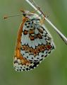 Melitaea-cinxia-Wegerich-Scheckenfalter--Schwaeb-Alb-PS.jpg