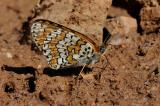 Melitaea-cinxia.-Wegerich-Scheckenfalter--Schwaeb.-Alb-PS.jpg