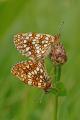 Melitaea-diamina-Baldrian-Scheckenfalter---Pfaffenwinkel-(3)-PS.jpg