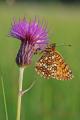 Melitaea-diamina-Baldrian-Scheckenfalter.-m-PS.jpg