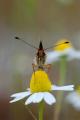 Melitaea-didyma-Roter-Scheckenfalter-Schwaeb.-Alb.-m-2-PS.jpg