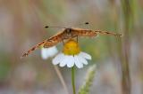 Melitaea-didyma-Roter-Scheckenfalter-Schwaeb.-Alb.-m-3-PS.jpg