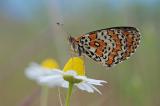 Melitaea-didyma-Roter-Scheckenfalter-Schwaeb.-Alb.-m-PS.jpg