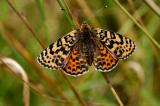 Melitaea-didyma-Roter-Scheckenfalter-Schwaeb.-Alb.-w-PS.jpg