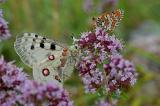 Melitaea-didyma-Roter-Scheckenfalter-u-Parnassius-apollo-Schwaeb-PS.jpg